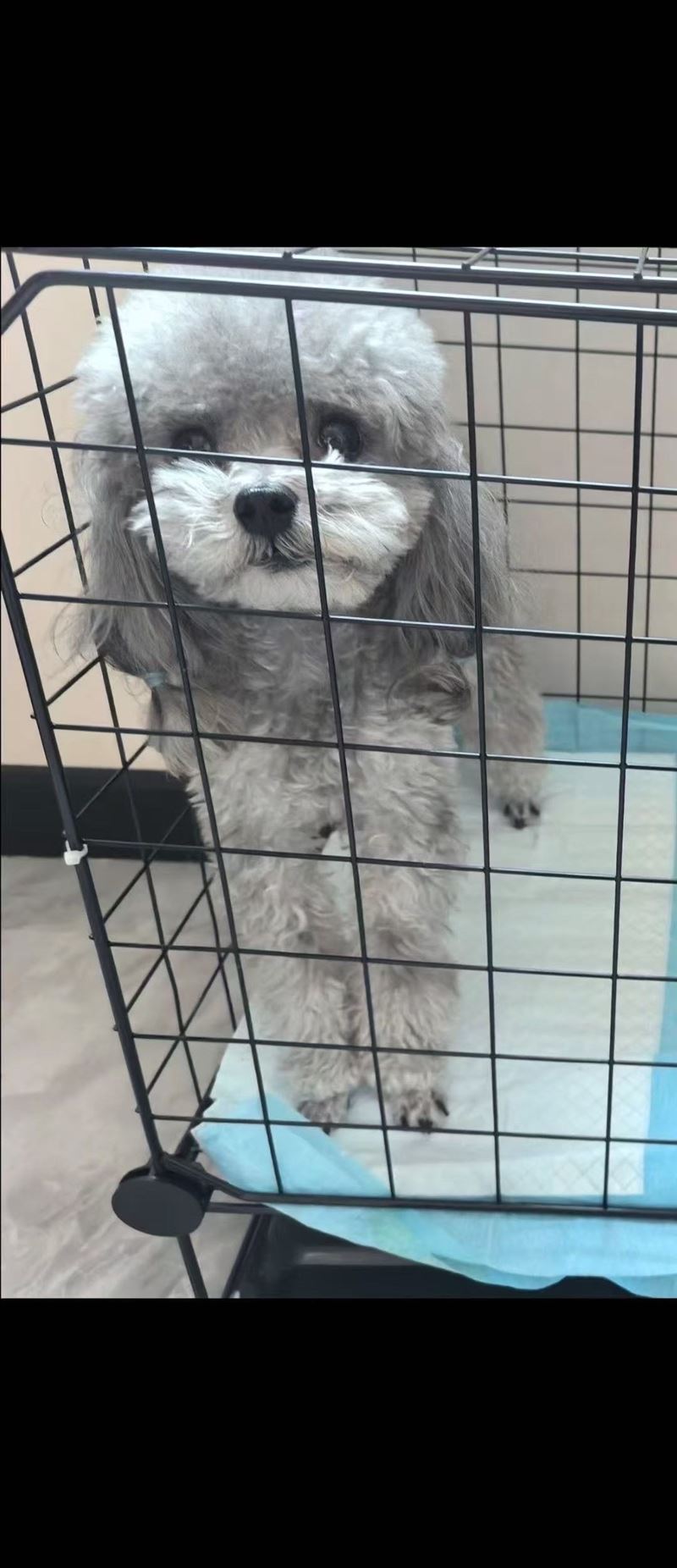 有偿找狗